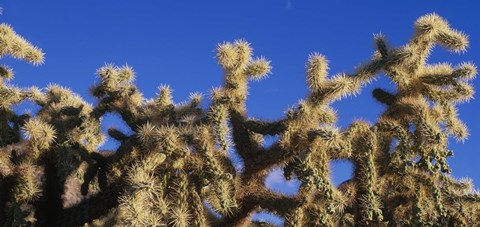 Framed Chainfruit Cholla Cactus Saguaro National Park AZ Print
