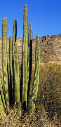 Framed Organ Pipe Cactus in Arizona (vertical) Print