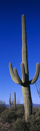 Framed Saguaro Cactus AZ Print