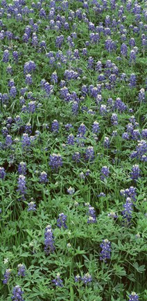 Framed High angle view of plants, Bluebonnets, Austin, Texas, USA Print