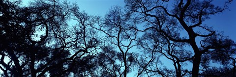 Framed Silhouette of an Oak tree, Oakland, California, USA Print