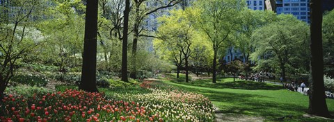 Framed Red and white tulips around trees, Central Park, Manhattan, New York City, New York State, USA Print