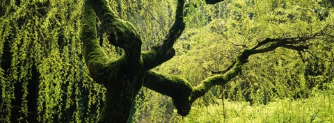 Framed Moss growing on the trunk of a Weeping Willow tree, Japanese Garden, Washington Park, Portland, Oregon, USA Print
