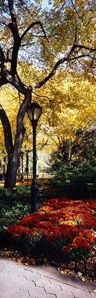 Framed Lamppost in a park, Central Park, Manhattan, New York City, New York, USA Print