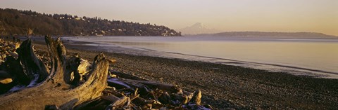 Framed Driftwood on the beach, Discovery Park, Mt Rainier, Seattle, King County, Washington State, USA Print