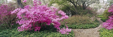 Framed Azalea flowers in a garden, Garden of Eden, Ladew Topiary Gardens, Monkton, Baltimore County, Maryland, USA Print