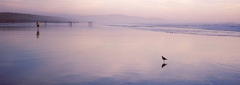 Framed Sandpiper on the beach, San Francisco, California, USA Print