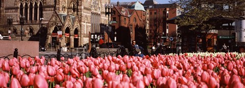 Framed Tulips in a garden with Old South Church in the background, Copley Square, Boston, Suffolk County, Massachusetts, USA Print