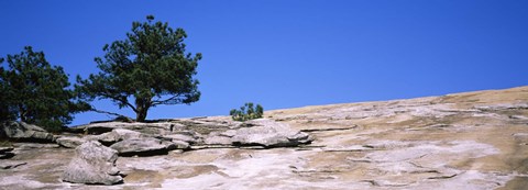 Framed Trees on a mountain, Stone Mountain, Atlanta, Fulton County, Georgia Print