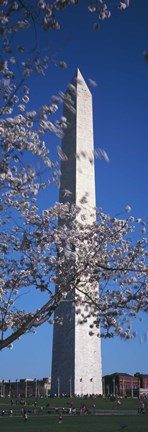 Framed Cherry Blossom in front of an obelisk, Washington Monument, Washington DC, USA Print