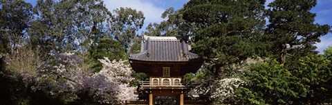 Framed Cherry Blossom trees in a garden, Japanese Tea Garden, Golden Gate Park, San Francisco, California, USA Print