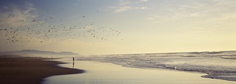 Framed Flock of seagulls flying above a woman on the beach, San Francisco, California, USA Print