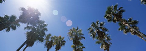Framed Low angle view of palm trees, Downtown San Jose, San Jose, Santa Clara County, California, USA Print