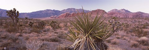 Framed Yucca plant in a desert, Red Rock Canyon, Las Vegas, Nevada, USA Print