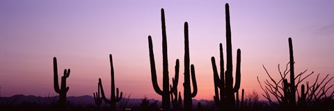 Framed Landscape of Saguaro National Park, Tucson, Arizona Print
