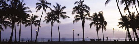 Framed Palm trees on the beach, Waikiki, Honolulu, Oahu, Hawaii (black and white) Print