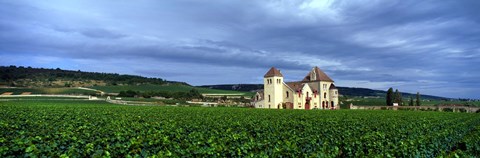 Framed Grand Cru Vineyard, Burgundy, France Print