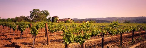 Framed Sattui Winery, Napa Valley, California, USA Print