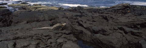 Framed Marine iguana (Amblyrhynchus cristatus) on volcanic rock, Isabela Island, Galapagos Islands, Ecuador Print