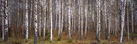 Framed Silver birch trees in a forest, Narke, Sweden Print