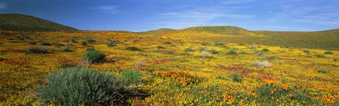 Framed View Of Blossoms In A Poppy Reserve, Antelope Valley, Mojave Desert, California, USA Print