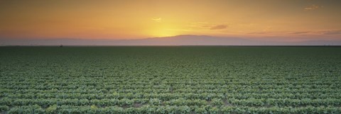 Framed High angle view of a lettuce field at sunset, Fresno, San Joaquin Valley, California, USA Print