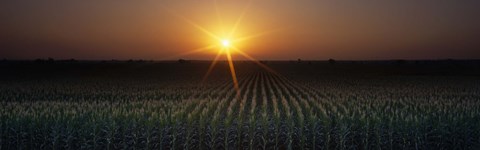 Framed Sunrise, Crops, Farm, Sacramento, California, USA Print