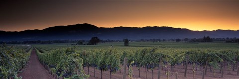 Framed Vineyards on a landscape, Napa Valley, California, USA Print