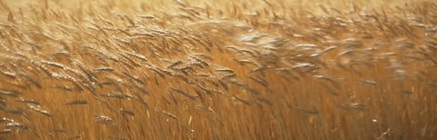 Framed Spring Wheat Print