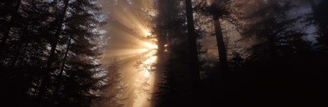 Framed God Rays, Redwoods National Park, CA Print