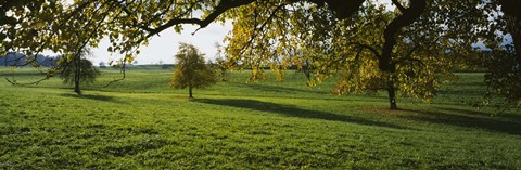 Framed Trees In A Field, Aargau, Switzerland Print