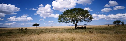 Framed Elephants, Kenya, Africa Print