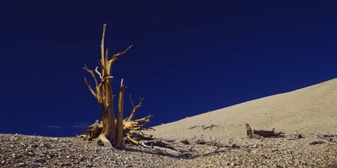 Framed Bare tree on a landscape, USA Print