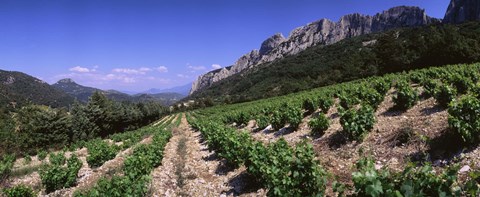 Framed France, Provence, Dentelles de Montmiral, Vineyard on the mountain Print