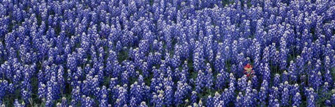 Framed Bluebonnet flowers in a field, Hill county, Texas, USA Print