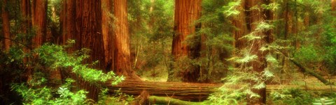 Framed Muir Woods, Trees, National Park, Redwoods, California Print