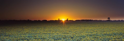 Framed Field of Safflower at dusk, Sacramento, California, USA Print