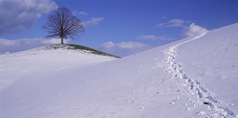 Framed Switzerland, View of a lone Linden tree on a hill Print