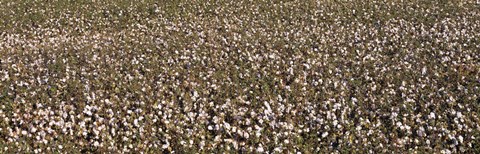 Framed High angle view of a cotton field, Fresno, San Joaquin Valley, California, USA Print