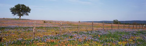 Framed Texas Bluebonnets And Indian Paintbrushes In A Field, Texas Hill Country, Texas, USA Print