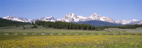 Framed Flowers in a field with a mountain in the background, Sawtooth Mountains, Sawtooth National Recreation Area, Stanley, Idaho, USA Print