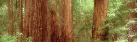 Framed Redwood Trees, Muir Woods, California, USA, Print