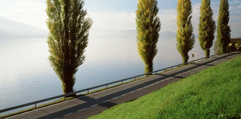 Framed Trees along a lake, Lake Zug, Switzerland Print