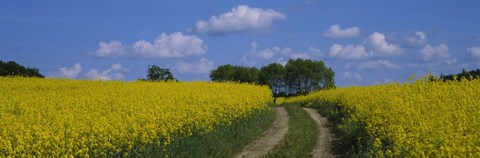 Framed Path in a field, Germany Print
