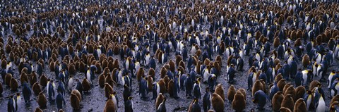 Framed King Penguin Colony Salisbury Plain South Georgia Sub-Antartic Print