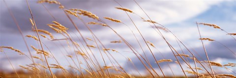 Framed Wheat Stalks Blowing, Crops, Field, Open Space Print