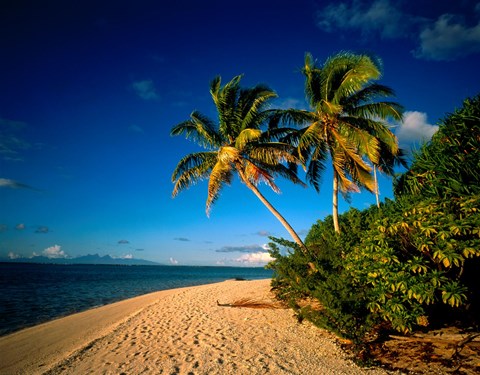Framed Palm trees and beach, Tahiti French Polynesia Print