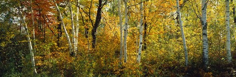 Framed Lac Du Flambeau WI USA Print