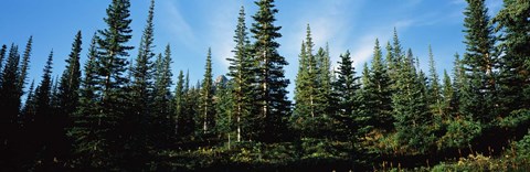 Framed Banff Pine Trees, Alberta, Canada Print