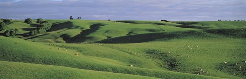 Framed Sheep grazing, Southland New Zealand Print